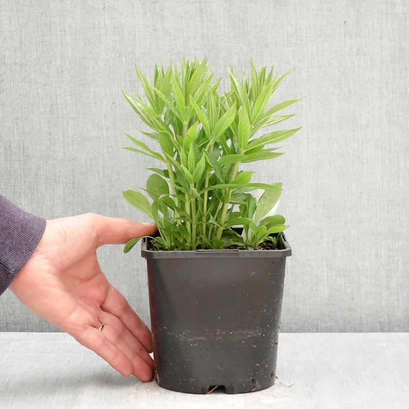 Exemplar von Veronicastrum virginicum Lavendelturm - Virginischer Arzneiehrenpreis Topf mit 2L/3L wie im Frühjahr geliefert