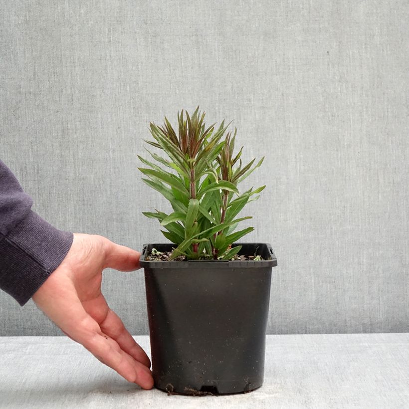 Exemplar von Veronicastrum virginicum Pink Glow - Virginischer Arzneiehrenpreis Topf mit 2L/3L wie im Frühjahr geliefert