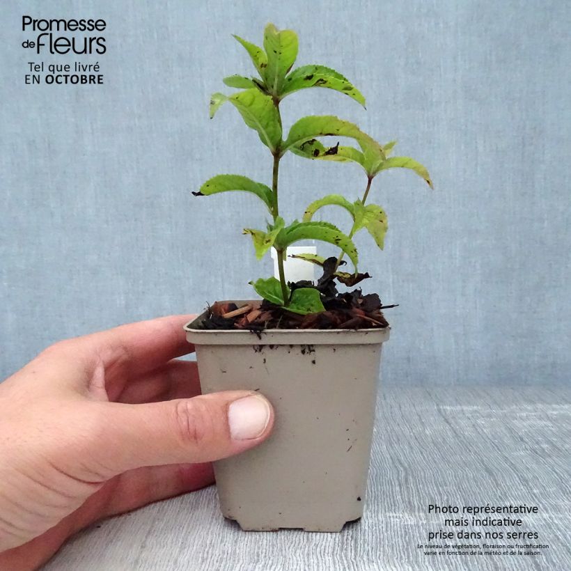 Exemplar von Veronicastrum virginicum Red Arrows - Virginischer Arzneiehrenpreis Kleine Töpfe von 8/9 cm wie im Herbst geliefert