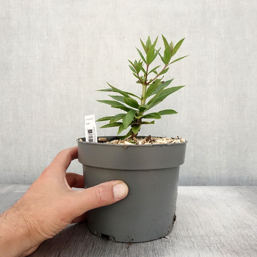 Exemplar von Veronicastrum virginicum var. album - Virginischer Arzneiehrenpreis Topf mit 2L/3L wie im Herbst geliefert