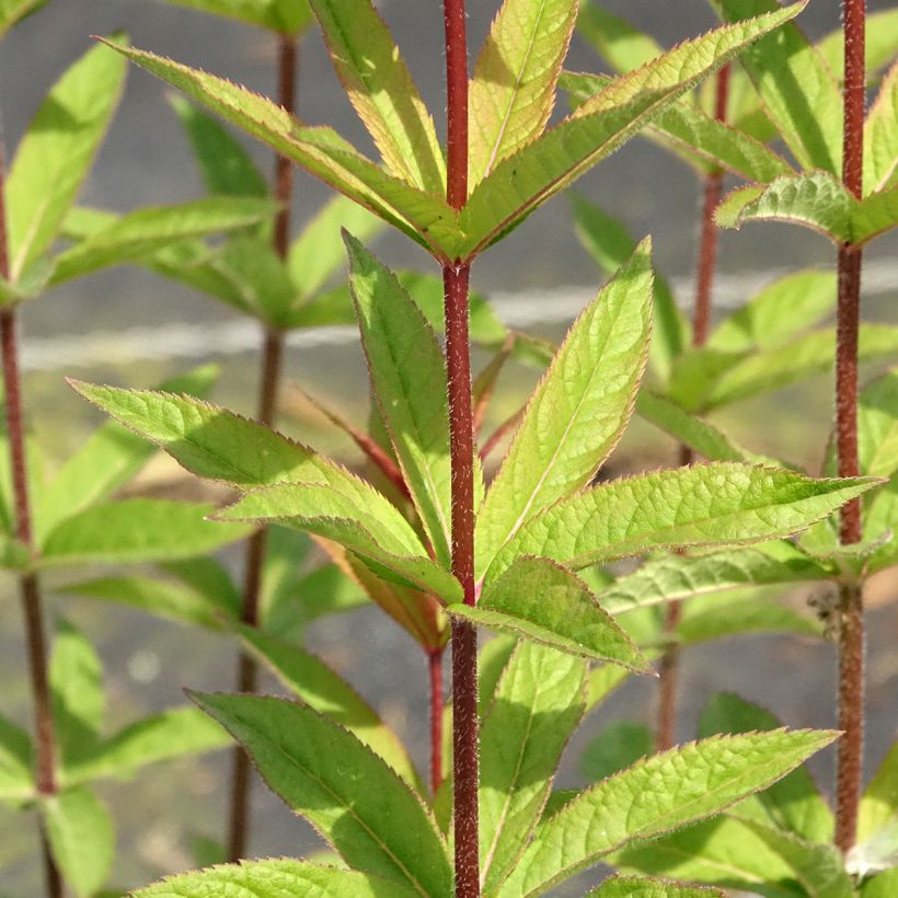 Veronicastrum virginicum Apollo - Virginischer Arzneiehrenpreis (Laub)