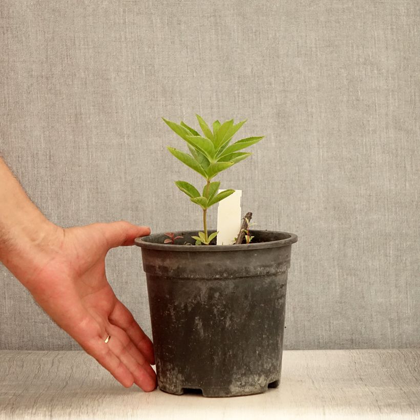 Exemplar von Veronicastrum virginicum Apollo - Virginischer Arzneiehrenpreis Topf mit 2L/3L wie im Sommer geliefert