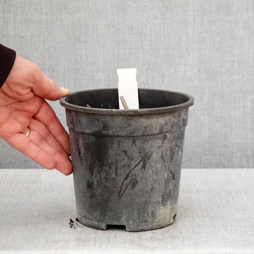 Exemplar von Veronicastrum virginicum Apollo - Virginischer Arzneiehrenpreis Topf mit 2L/3L wie im Frühjahr geliefert