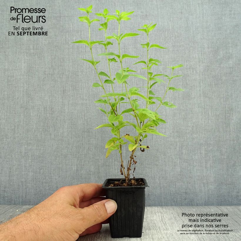Exemplar von Zitronenstrauch - Aloysia triphylla Kleine Töpfe von 7/8 cm wie im Herbst geliefert