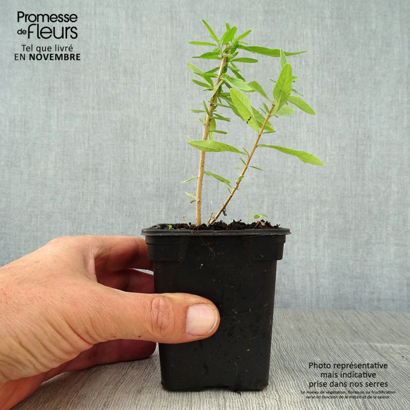 Exemplar von Zitronenstrauch - Aloysia polystachia Kleine Töpfe von 7/8 cm wie im Herbst geliefert