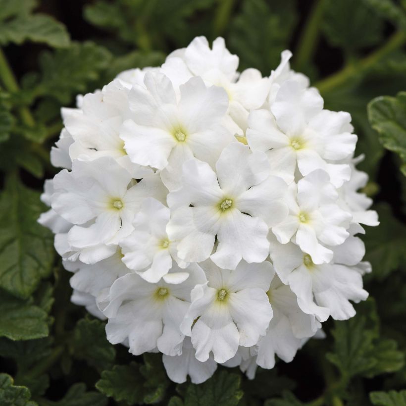 Verbene Endurascape White (Blüte)