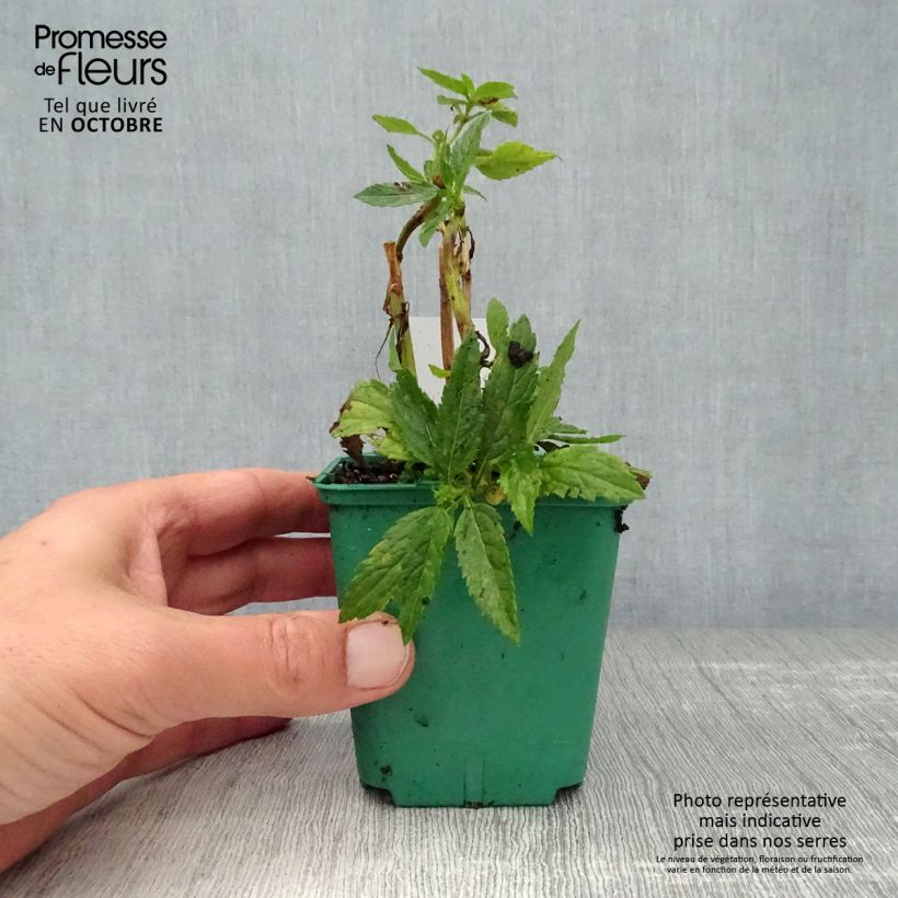 Exemplar von Verbena hastata White Spires - Lanzen-Eisenkraut Kleine Töpfe von 8/9 cm wie im Herbst geliefert