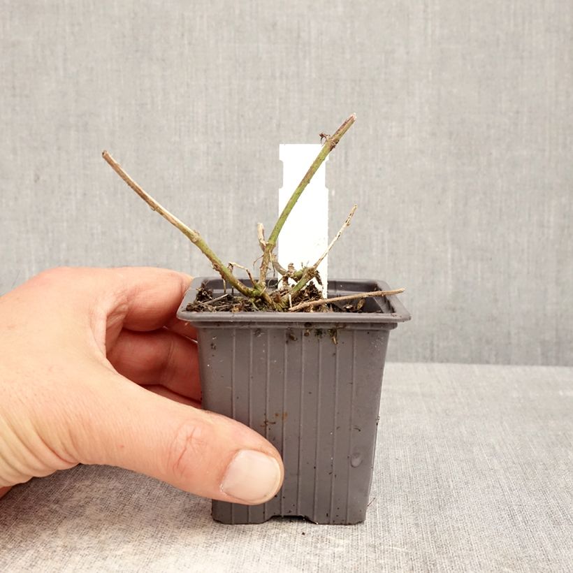 Exemplar von Glandularia hybrida Seabrook's Lavender - Drüseneisenkraut Kleine Töpfe von 8/9 cm wie im Frühjahr geliefert