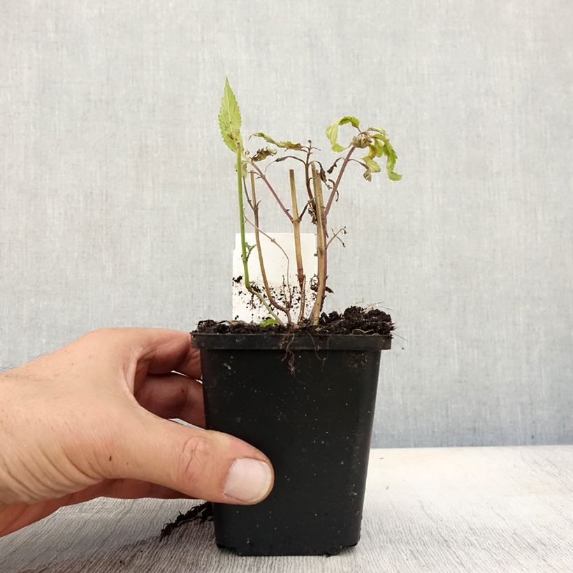 Exemplar von Verbena hastata Rosea - Lanzen-Eisenkraut Kleine Töpfe von 8/9 cm wie im Herbst geliefert