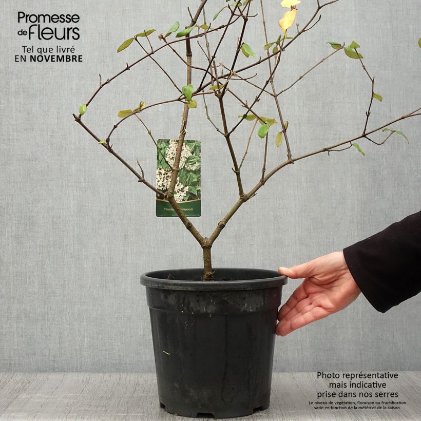 Exemplar von Burkwoods Schneeball - Viburnum burkwoodii Topf mit 7,5L/10L wie im Herbst geliefert