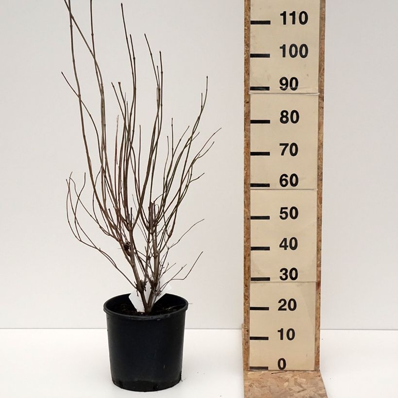 Exemplar von Gezähnter Schneeball Blue Muffin - Viburnum dentatum Topf mit 12L/15L wie im Winter geliefert