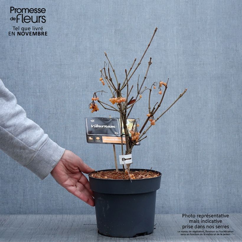 Exemplar von Breitdoldiger Schneebal Michael Dodge - Viburnum dilatatum Topf mit 4L/5L wie im Herbst geliefert