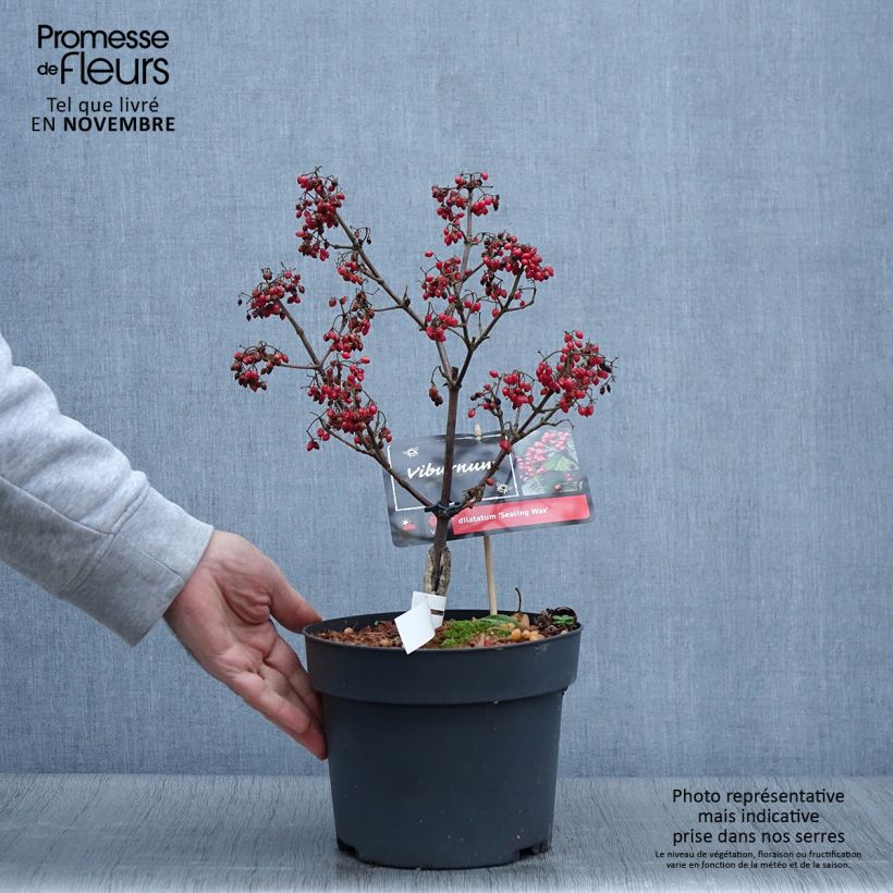 Exemplar von Breitdoldiger Schneebal Sealing Wax - Viburnum dilatatum Topf mit 4L/5L wie im Herbst geliefert