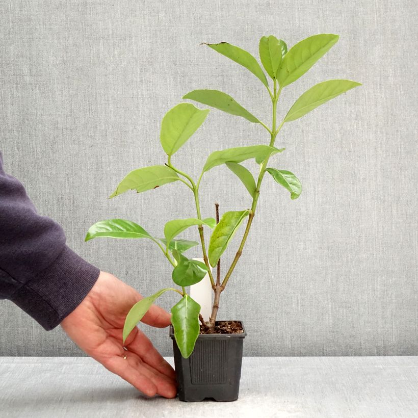 Exemplar von Glänzender Schneeball - Viburnum lucidum Kleine Töpfe von 8/9 cm wie im Frühjahr geliefert