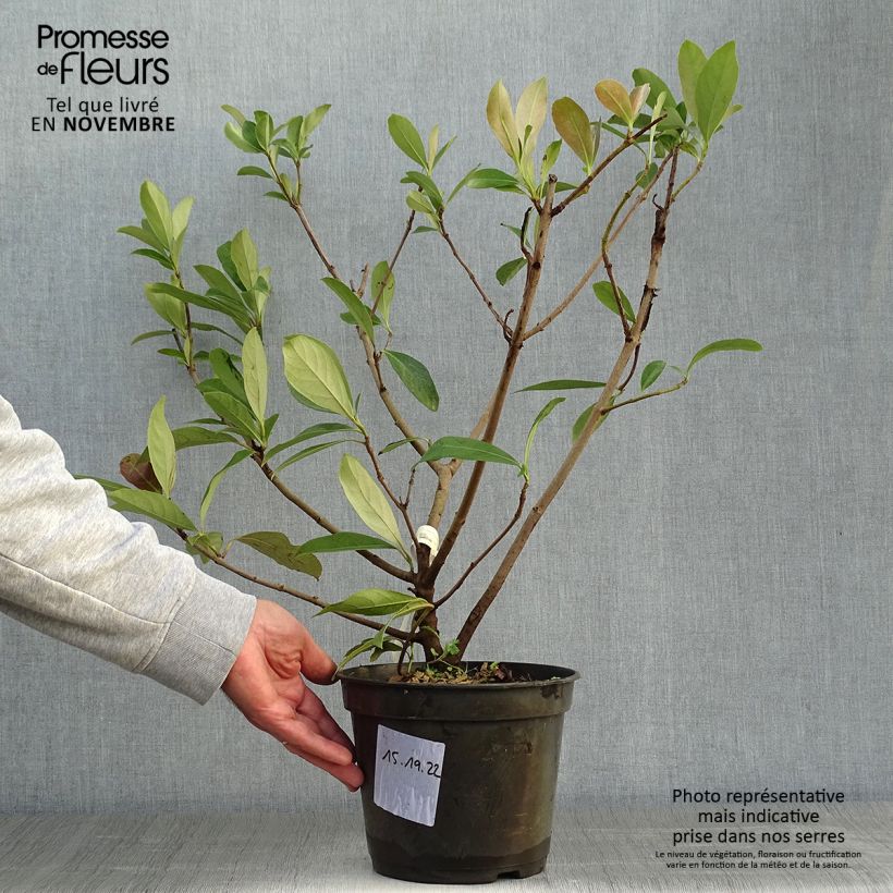 Exemplar von Duftender Schneeball Coppertop - Viburnum odoratissimum Topf mit 3L/4L wie im Herbst geliefert