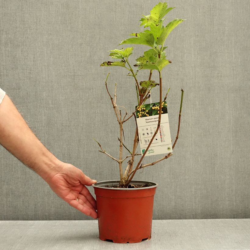 Exemplar von Gewöhnlicher Schneeball Xanthocarpum - Viburnum opulus Topf mit 3L/4L wie im Herbst geliefert