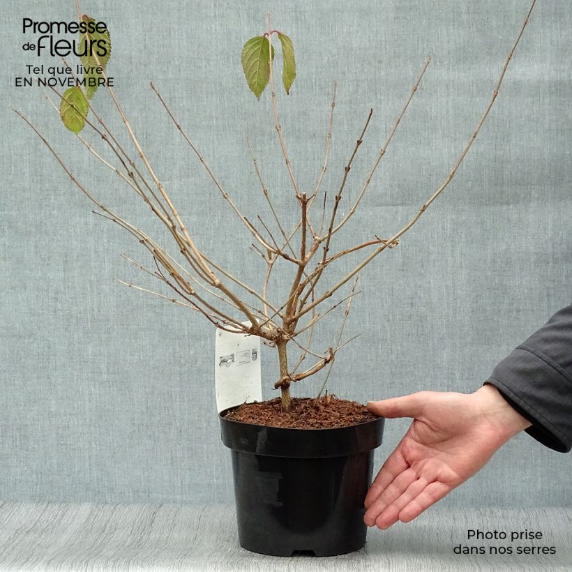 Exemplar von Japanischer Schneeball Mariesii - Viburnum plicatum Topf mit 3L/4L wie im Herbst geliefert