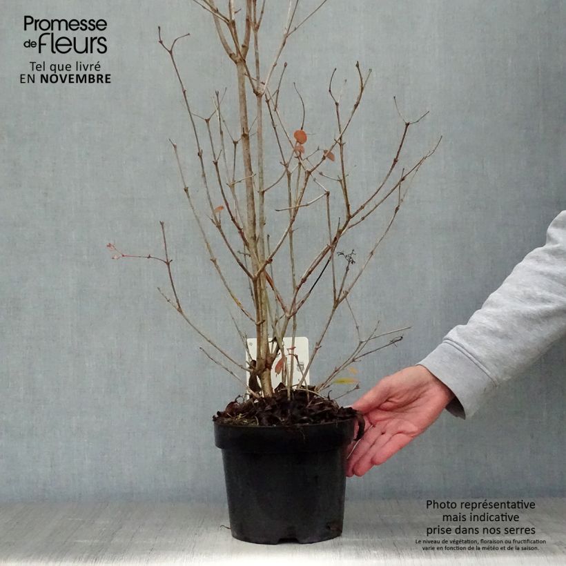 Exemplar von Japanischer Schneeball Watanabe - Viburnum plicatum Topf mit 3L/4L wie im Herbst geliefert