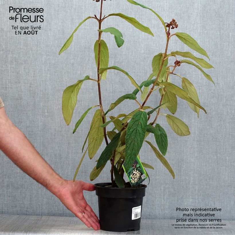 Exemplar von Runzelblättriger Schneeball - Viburnum rhytidophyllum Topf mit 2L/3L wie im Sommer geliefert