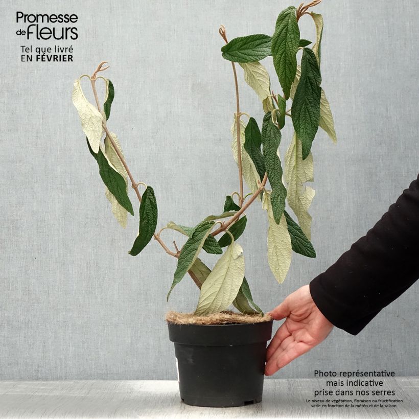 Exemplar von Runzelblättriger Schneeball - Viburnum rhytidophyllum Topf mit 2L/3L wie im Winter geliefert