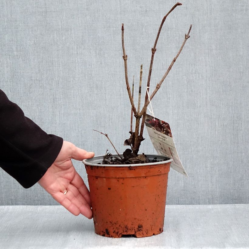 Exemplar von Sargents Schneeball Onondaga - Viburnum sargentii Topf mit 2L/3L wie im Herbst geliefert