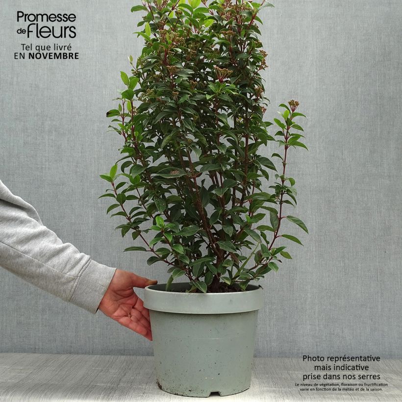 Exemplar von Lorbeerblättriger Schneeball Eve Price - Viburnum tinus Topf mit 7,5L/10L wie im Herbst geliefert