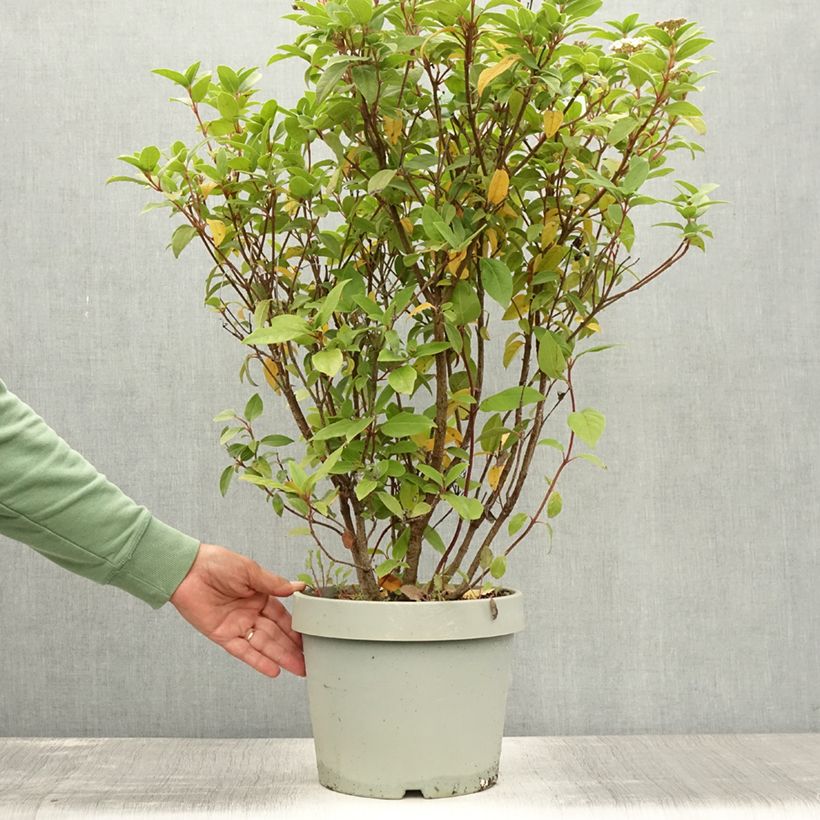 Exemplar von Lorbeerblättriger Schneeball Eve Price - Viburnum tinus Topf mit 7,5L/10L wie im Sommer geliefert