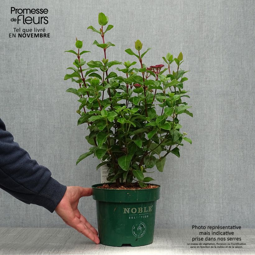 Exemplar von Lorbeerblättriger Schneeball Lisarose - Viburnum tinus Topf mit 3L/4L wie im Herbst geliefert