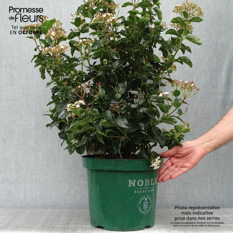 Exemplar von Lorbeerblättriger Schneeball Lisarose - Viburnum tinus Topf mit 7,5L/10L wie im Herbst geliefert