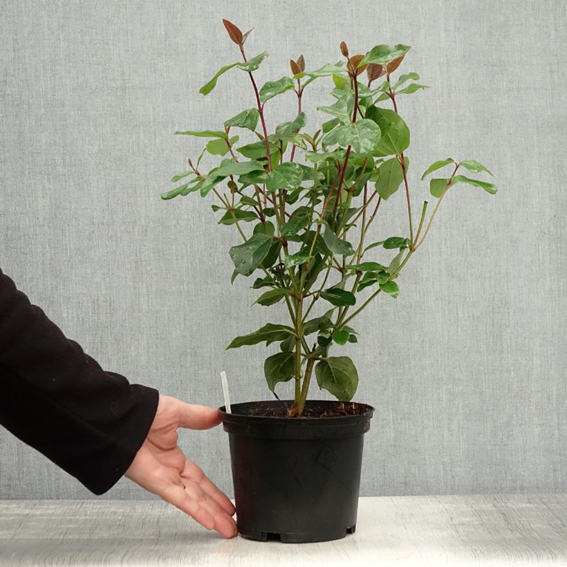 Exemplar von Lorbeerblättriger Schneeball Purpureum - Viburnum tinus Topf mit 2L/3L wie im Herbst geliefert
