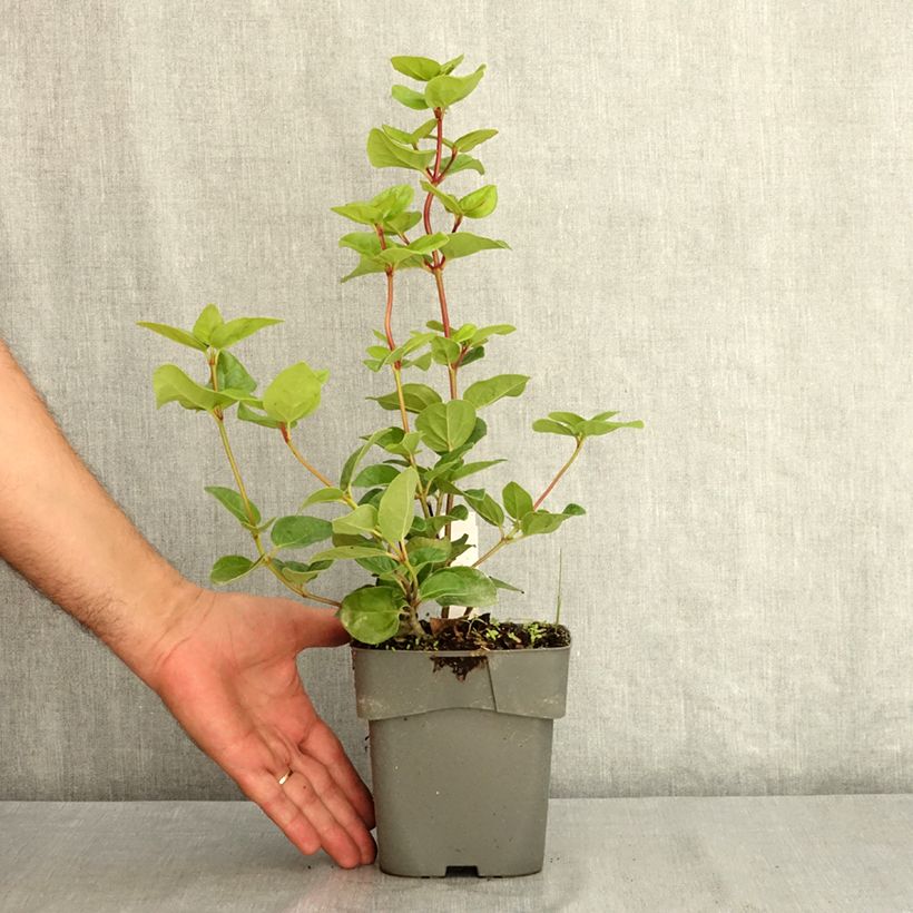 Exemplar von Lorbeerblättriger Schneeball Rock'n Rolla - Viburnum tinus Topf mit 2L/3L wie im Sommer geliefert