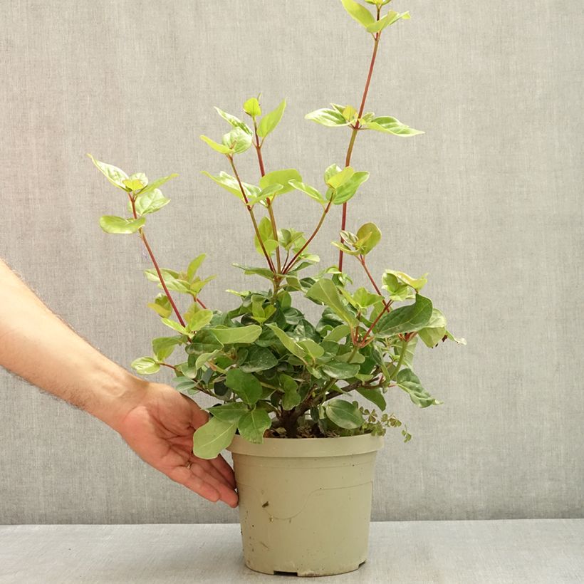 Exemplar von Lorbeerblättriger Schneeball Rock'n Rolla - Viburnum tinus Topf mit 3L/4L wie im Sommer geliefert