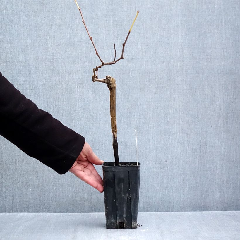 Exemplar von Weinrebe Albarossa Topf mit 1,5L/2L wie im Herbst geliefert