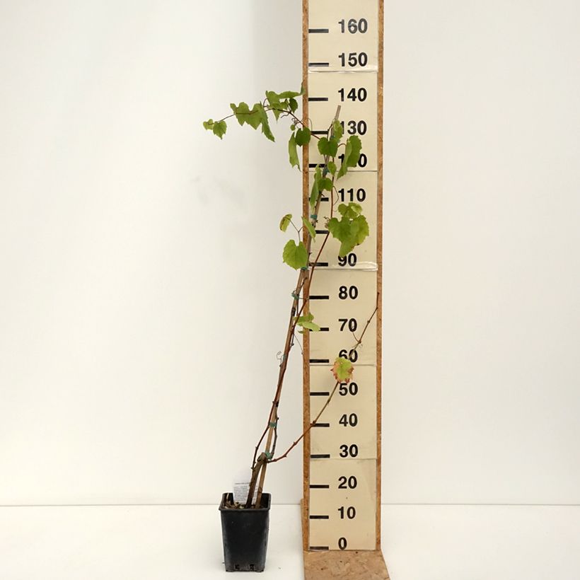 Exemplar von Weinrebe Alphonse Lavallée ZPd4 Topf mit 3L/4L wie im Sommer geliefert