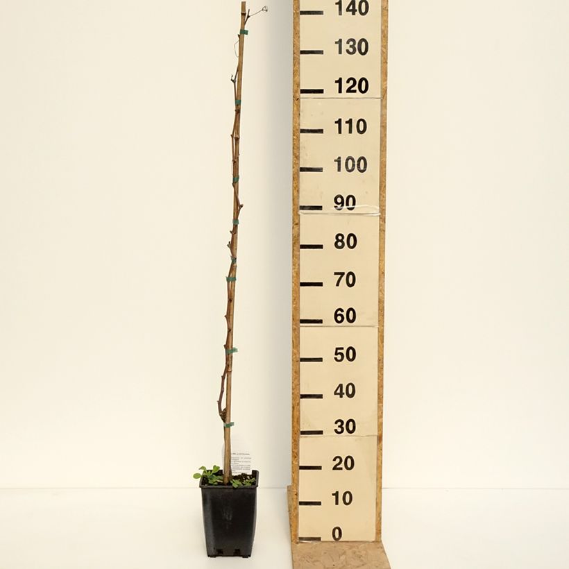 Exemplar von Weinrebe Alphonse Lavallée ZPd4 Topf mit 3L/4L wie im Frühjahr geliefert