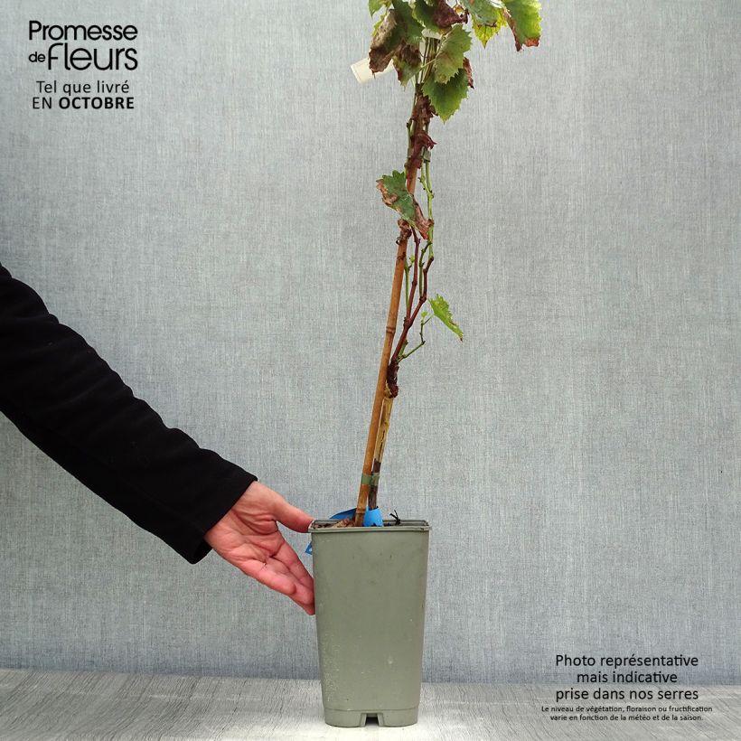 Exemplar von Weinrebe Ampelia Amandin Topf mit 2L/3L wie im Herbst geliefert