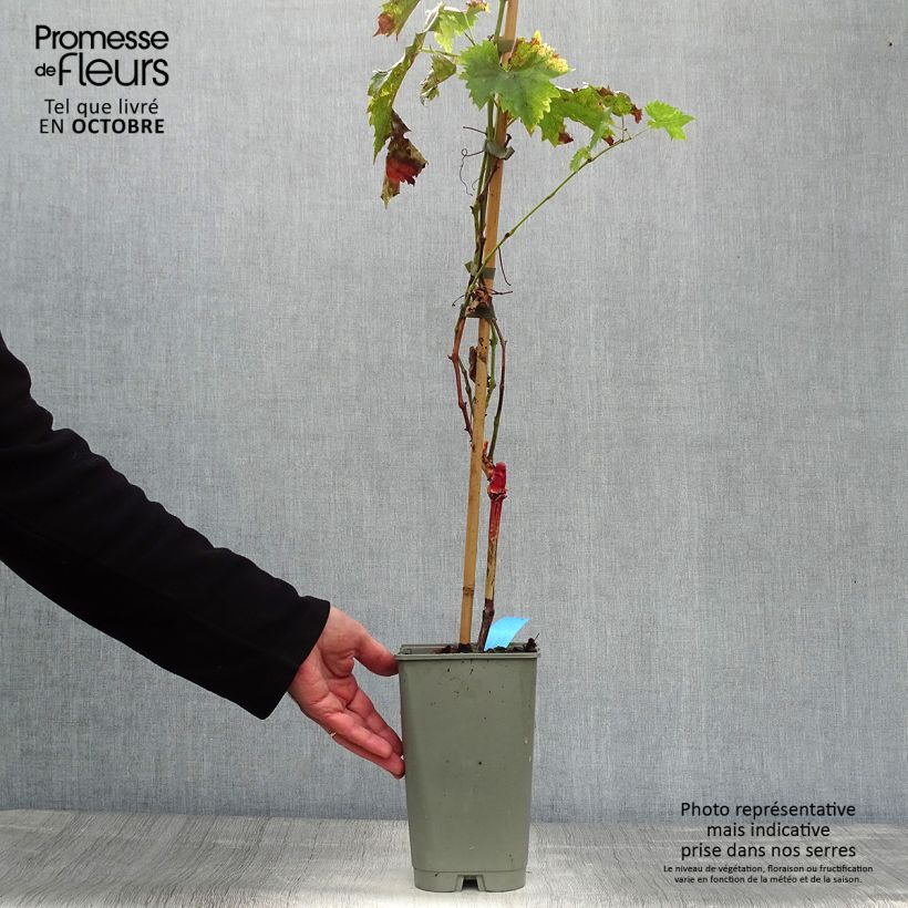 Exemplar von Weinrebe Ampelia Candin Topf mit 1,5L/2L wie im Herbst geliefert