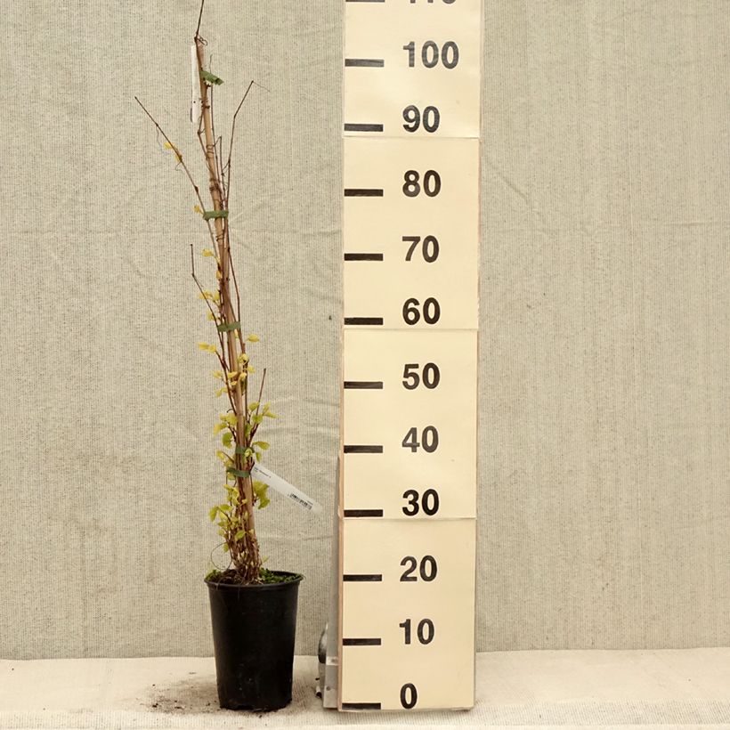 Exemplar von Amur-Rebe Amurensis - Vitis amurensis Topf mit 3L/4L wie im Frühjahr geliefert