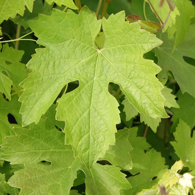 Weinrebe Barbera (Laub)