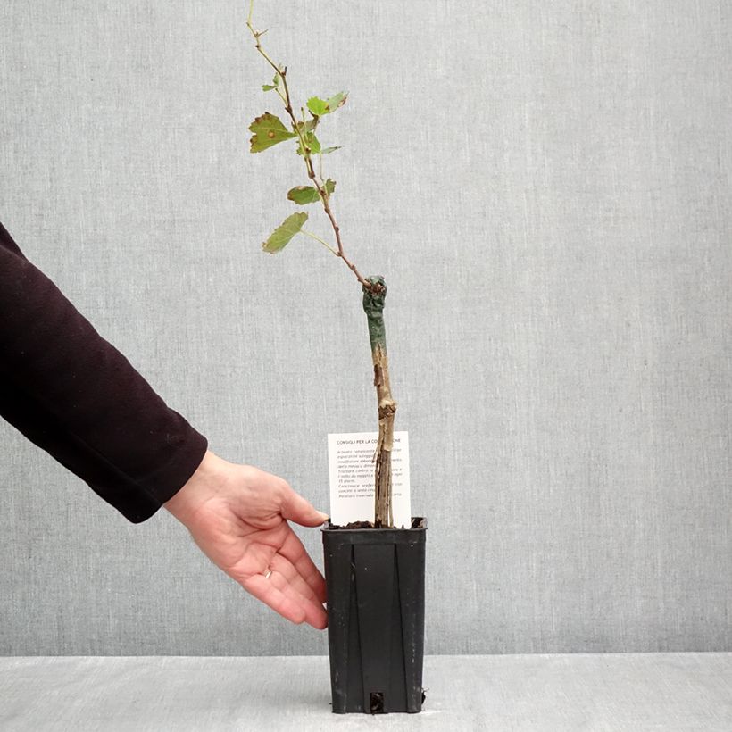 Exemplar von Weinrebe Bonarda Topf mit 1,5L/2L wie im Herbst geliefert