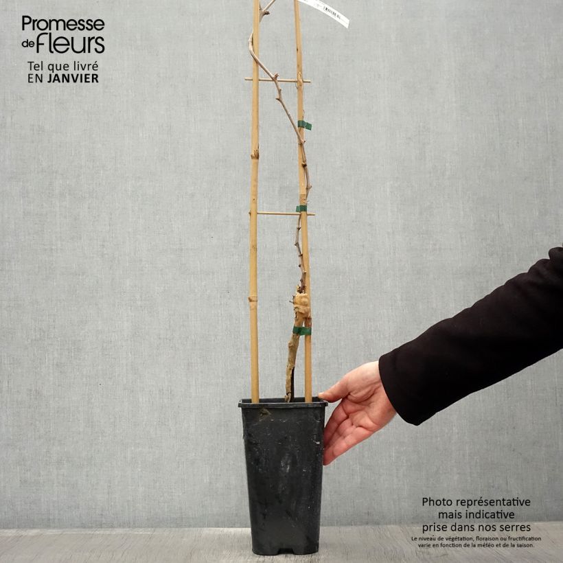 Exemplar von Weinrebe Chasselas doré Topf mit 2L/3L wie im Winter geliefert