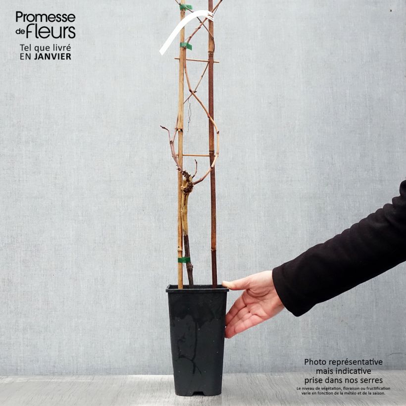 Exemplar von Weinrebe Chasselas rose Topf mit 2L/3L wie im Winter geliefert