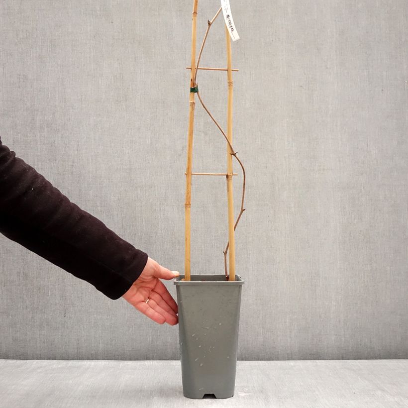 Exemplar von Vitis coignetiae Sunning Dale - Zier-Wein Topf mit 3L/4L wie im Winter geliefert