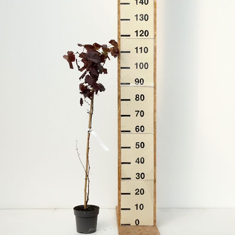 Exemplar von Weinrebe Purpurea Topf mit 2L/3L wie im Herbst geliefert