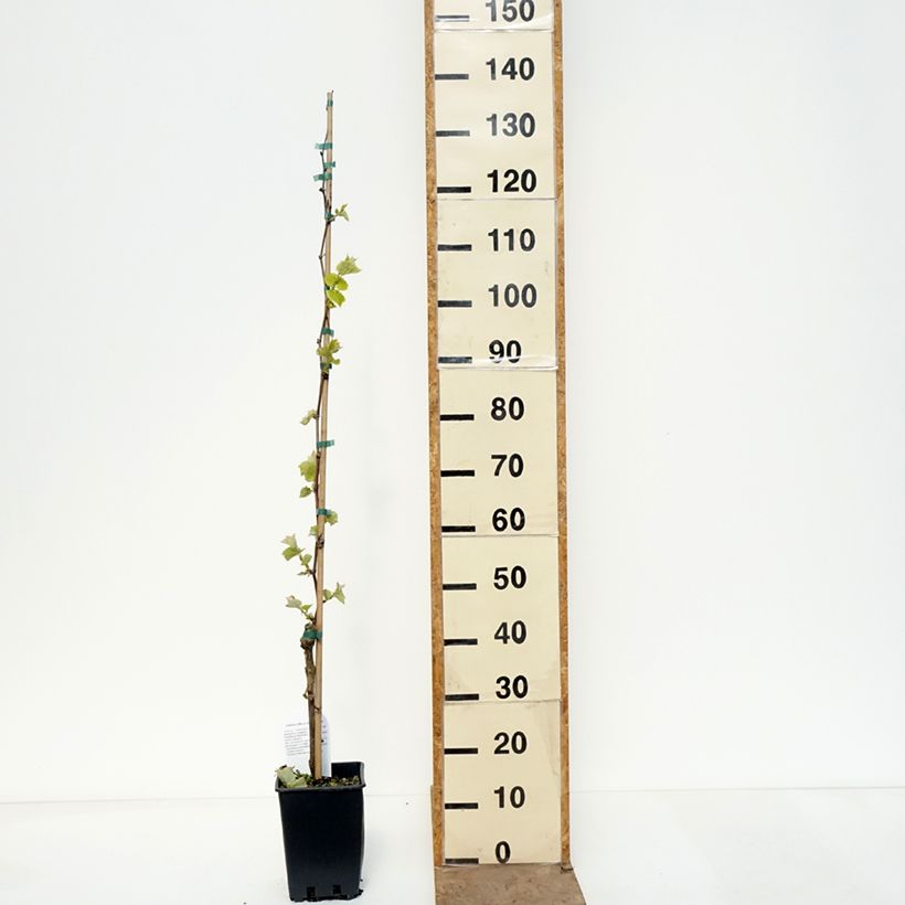 Exemplar von Weinrebe Agata - Vitis (x) vinifera Topf mit 1,5L/2L wie im Frühjahr geliefert