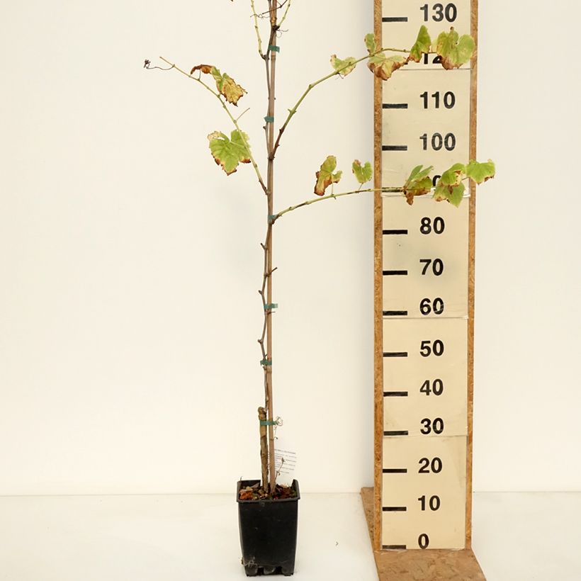 Exemplar von Weinrebe Ambra - Vitis (x) vinifera Topf mit 1,5L/2L wie im Herbst geliefert