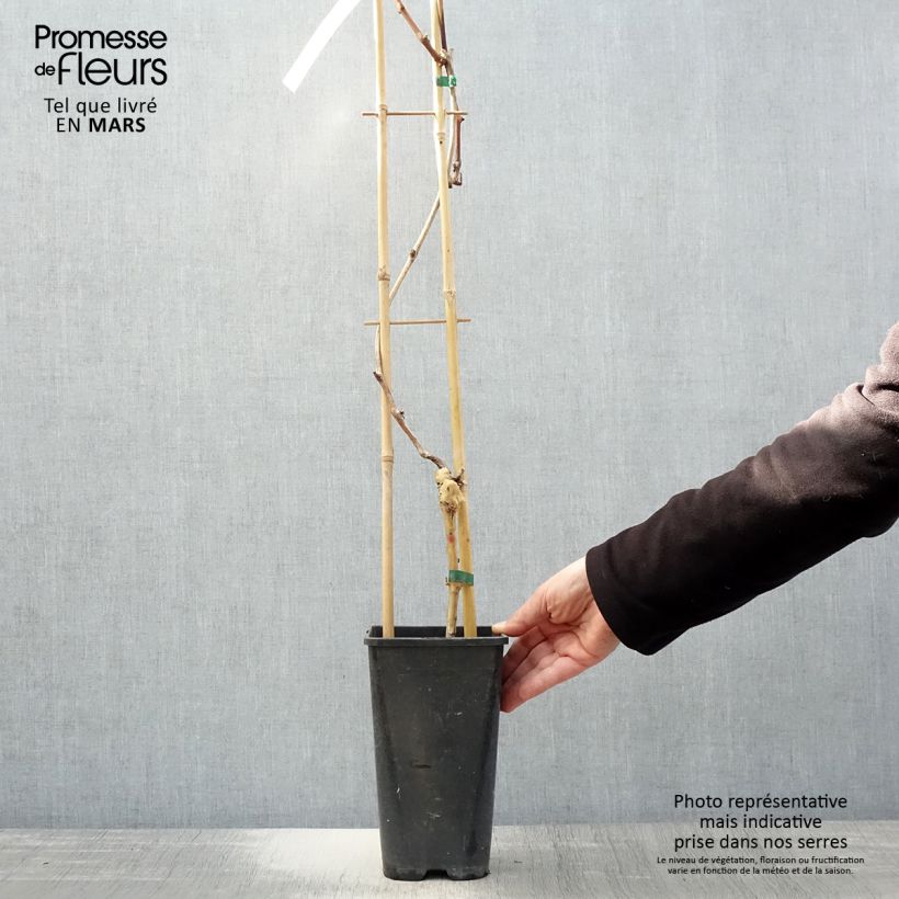 Exemplar von Weinrebe Autumn Royal Topf mit 1,5L/2L wie im Frühjahr geliefert