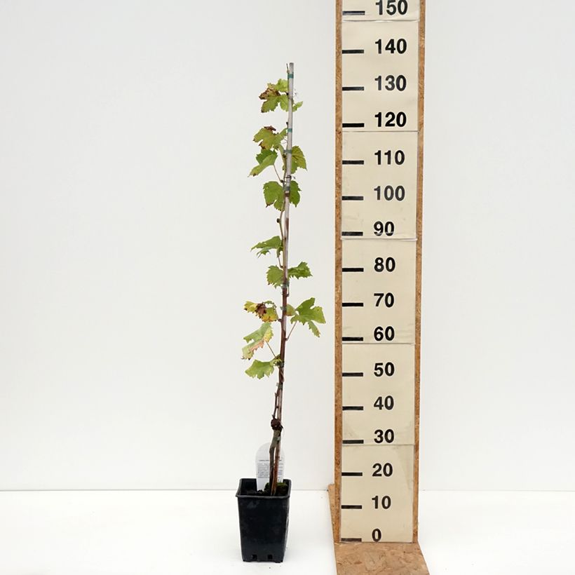 Exemplar von Weinrebe Corniola Topf mit 1,5L/2L wie im Herbst geliefert