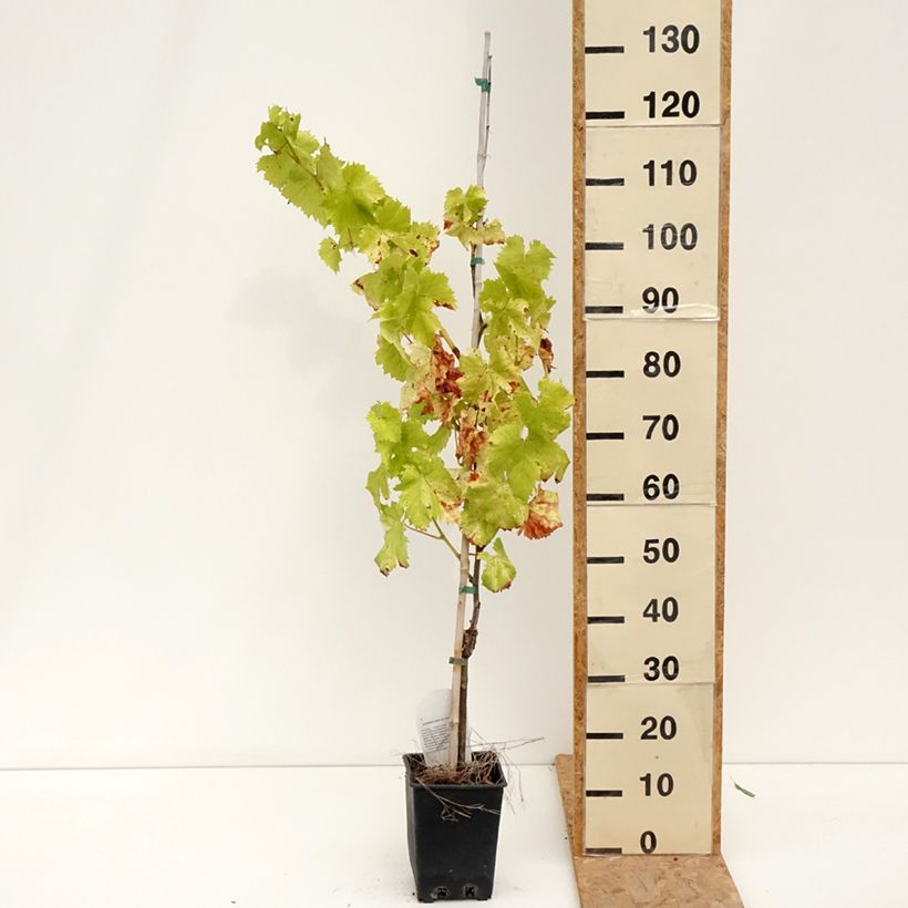 Exemplar von Weinrebe Corniola Topf mit 1,5L/2L wie im Sommer geliefert