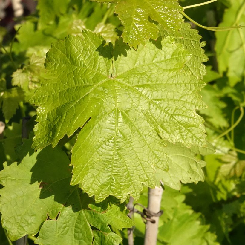 Weinrebe Leopoldo (Laub)
